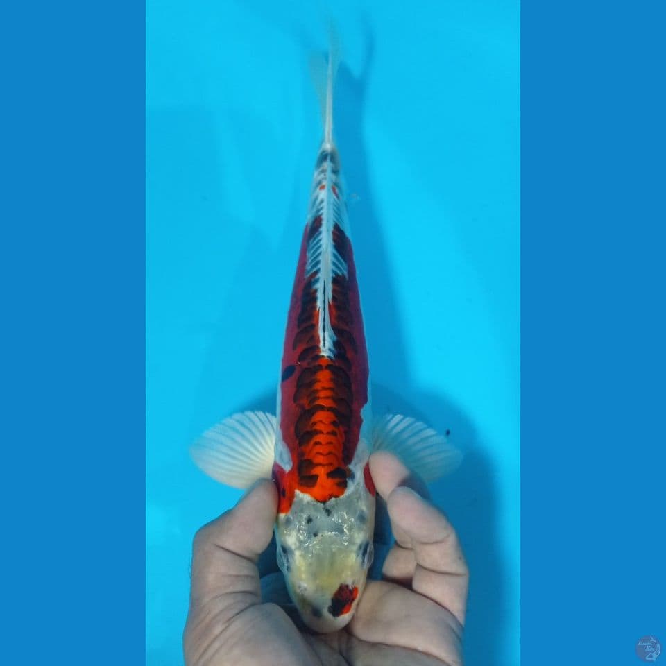 kiko 32