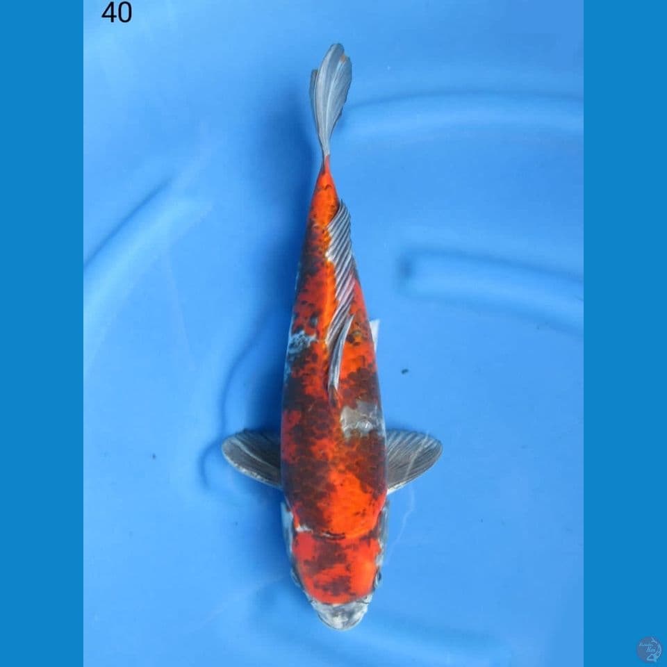 40cm - Kage Showa