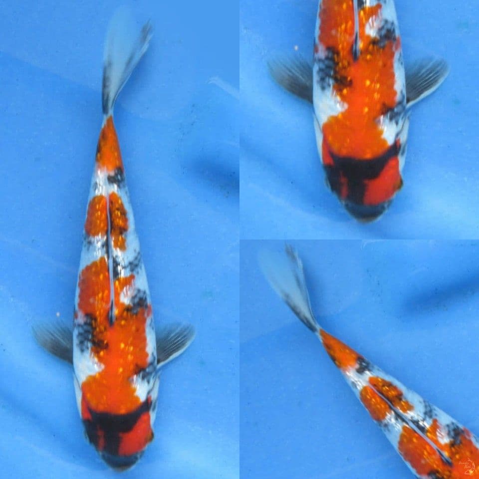 19cm, Showa ginrin Tategoi