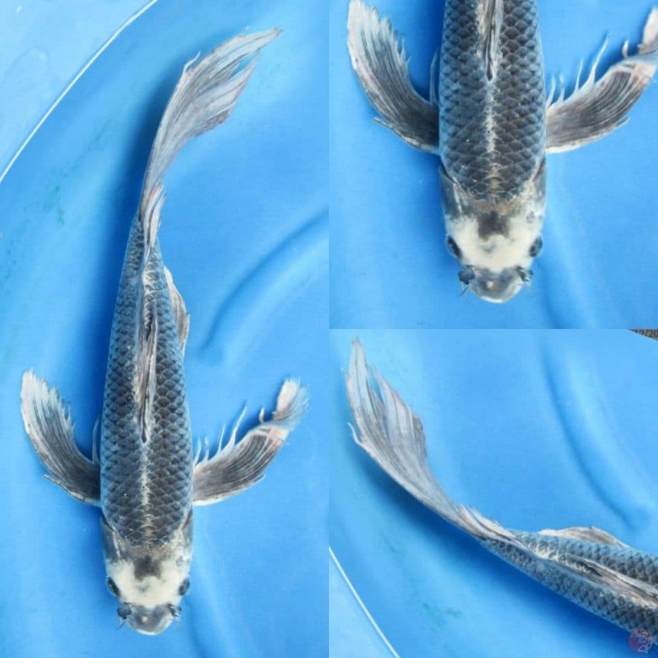 50cm, Jumbo kumpay langka