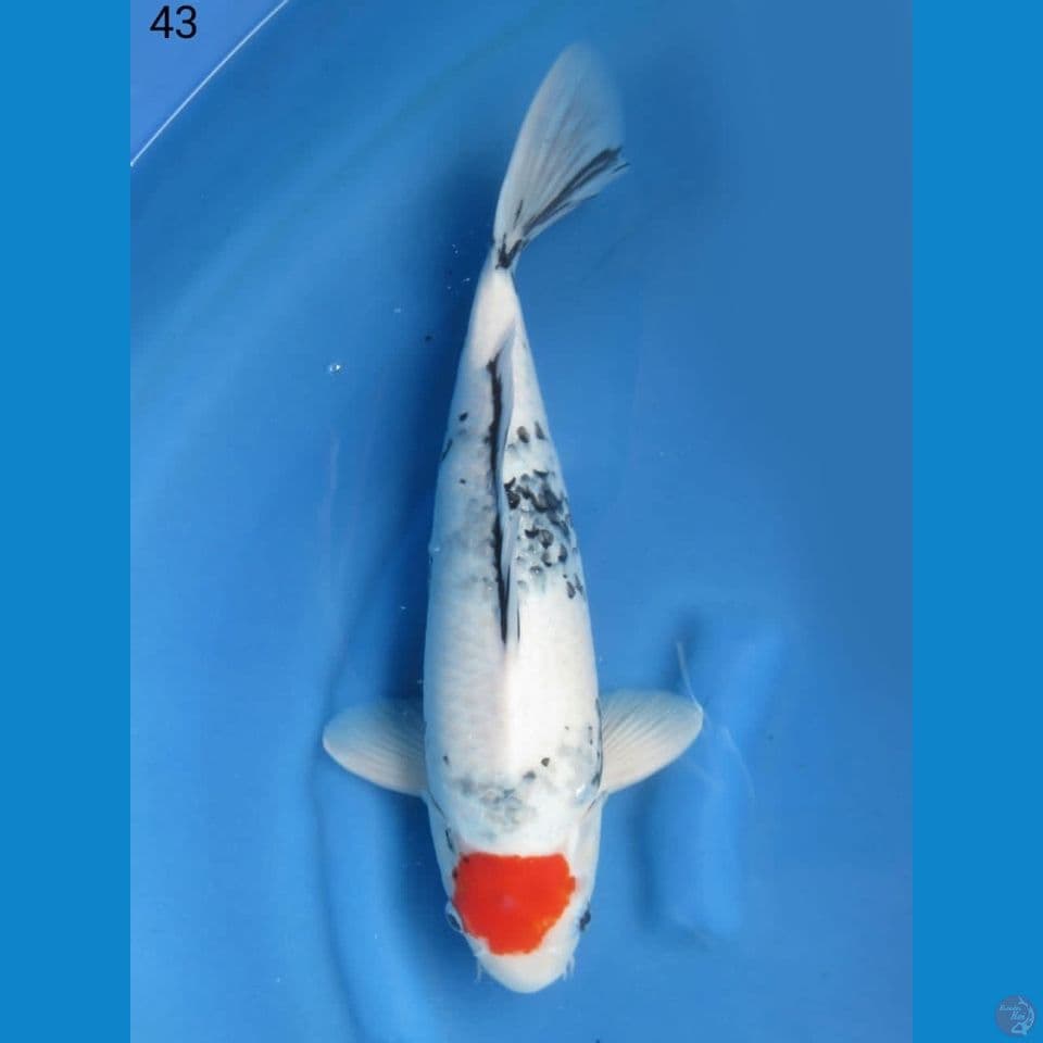43cm - Tancho showa f1 ogata