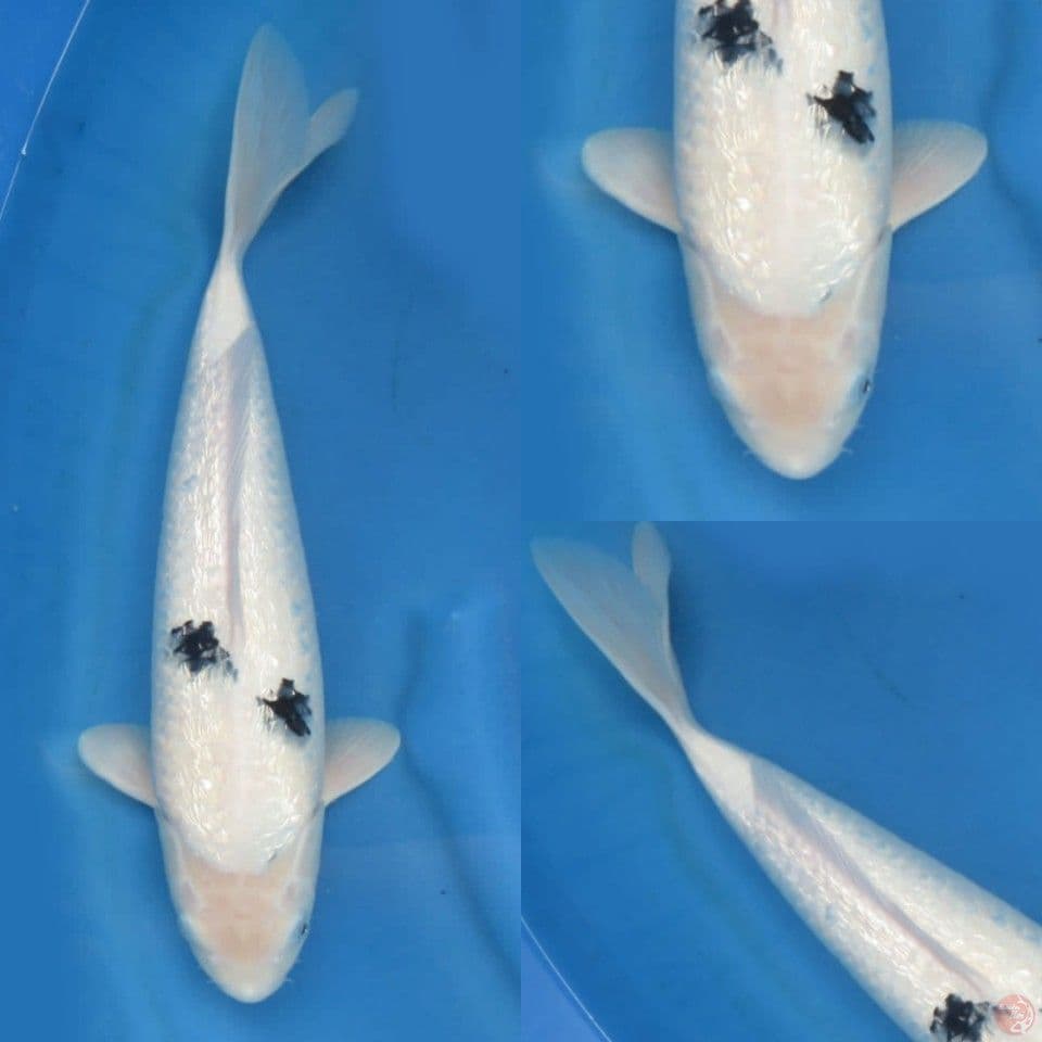 44cm, Bekko ginrin super full