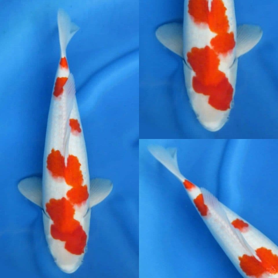 42cm, Kohaku F1