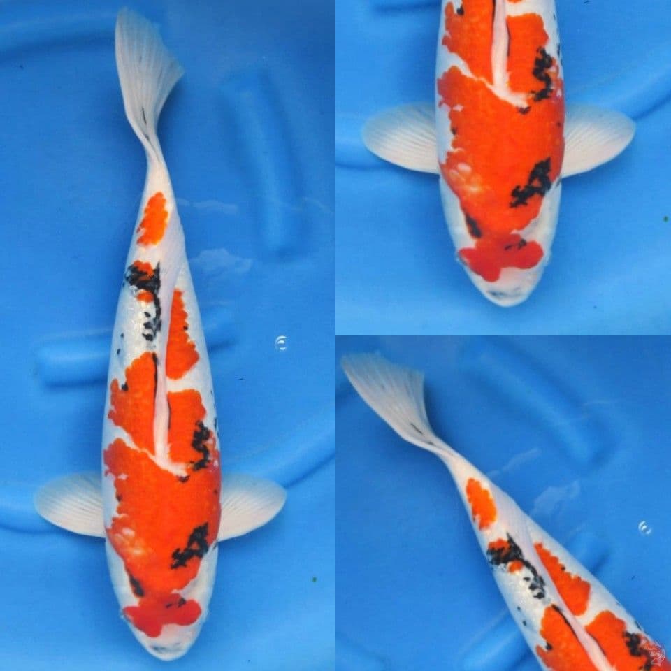 52cm, Showa ginrin jumbo F1