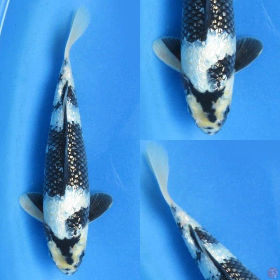 28cm, Shiro ginrin super