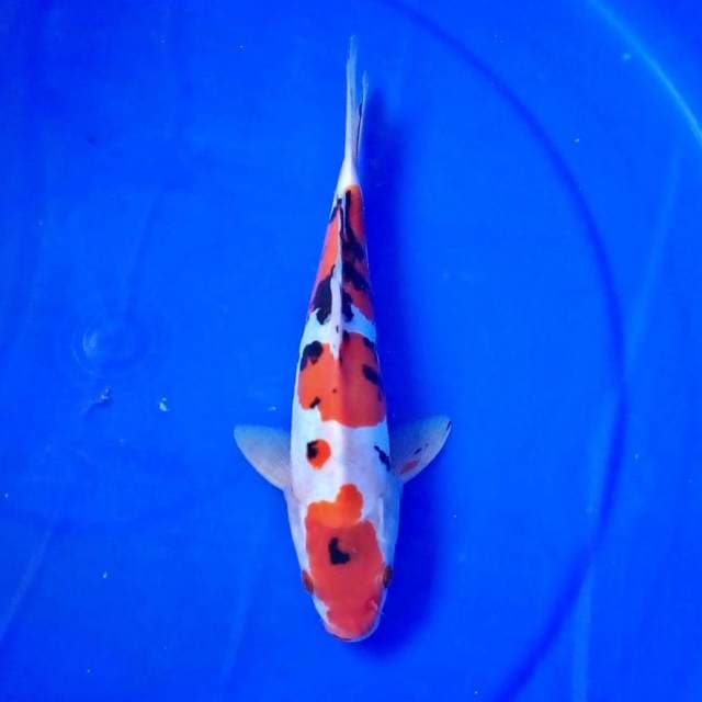 Sanke doitsu 24cm