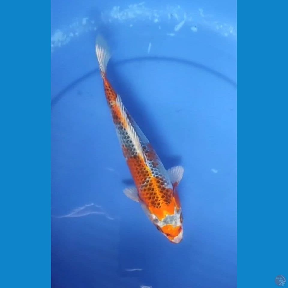 Kujaku Shining moto aka 27 cm Female