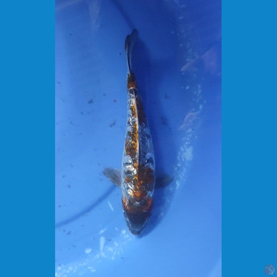 KOGANE OCHIBA 24 CM FEMALE
