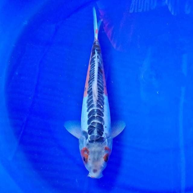Shusui si Naga #31