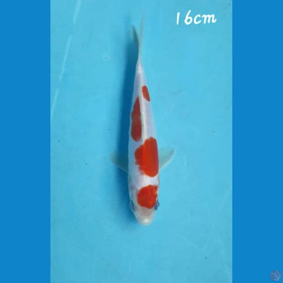 Kikushui 16cm
