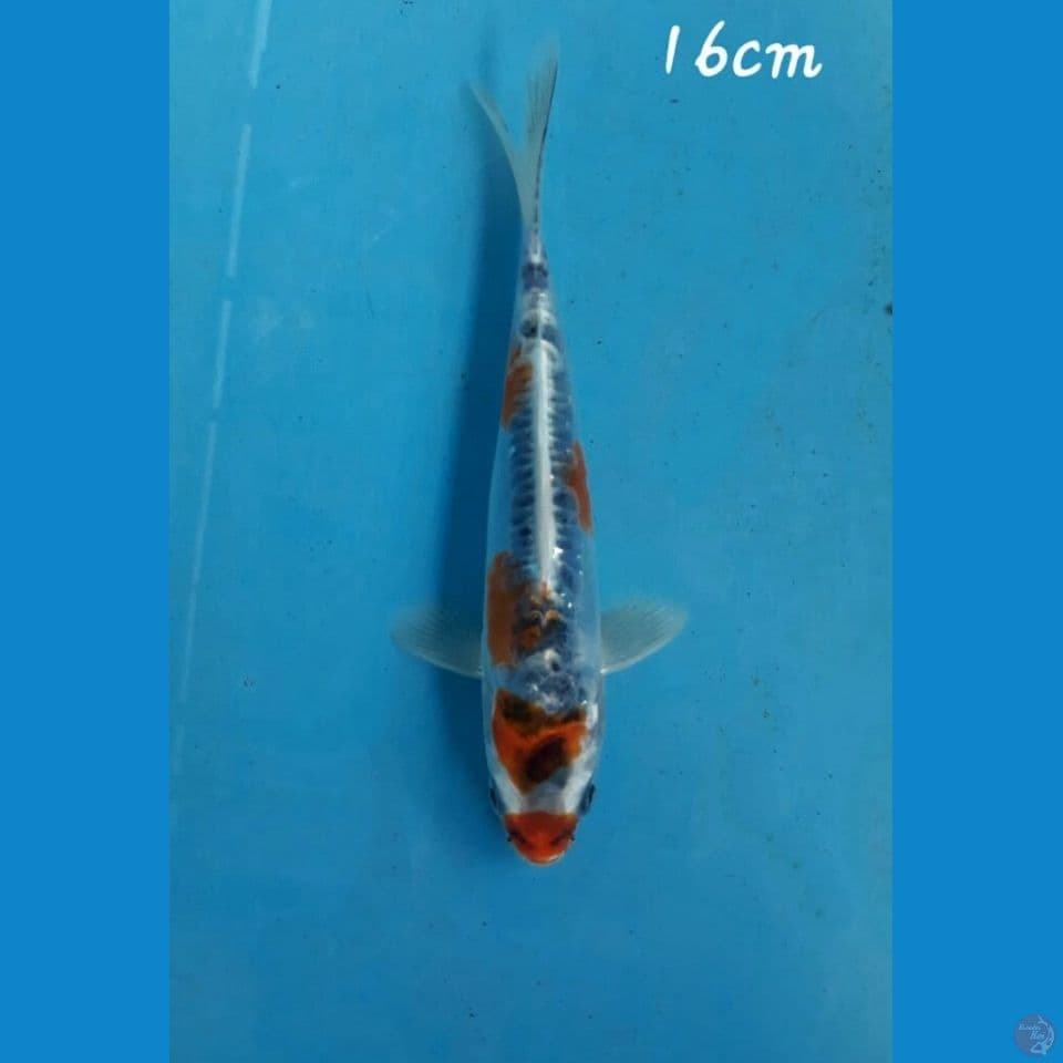 Kikokuryu 16cm