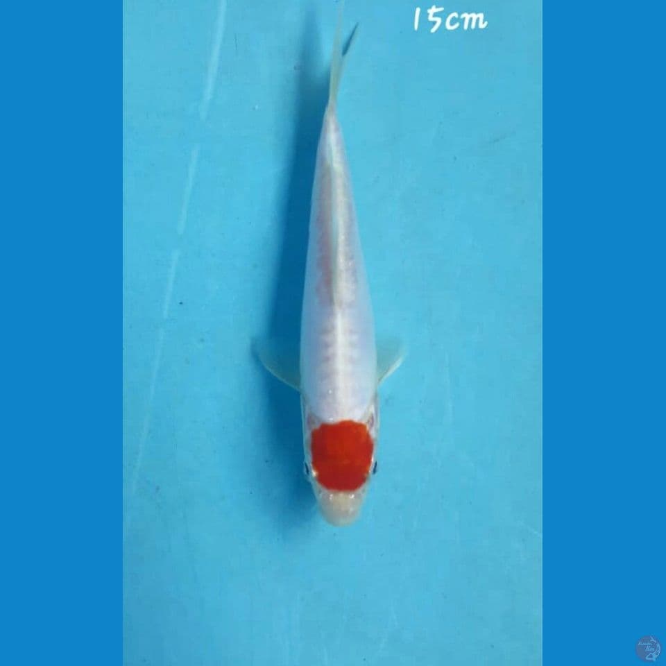 Tancho 15cm