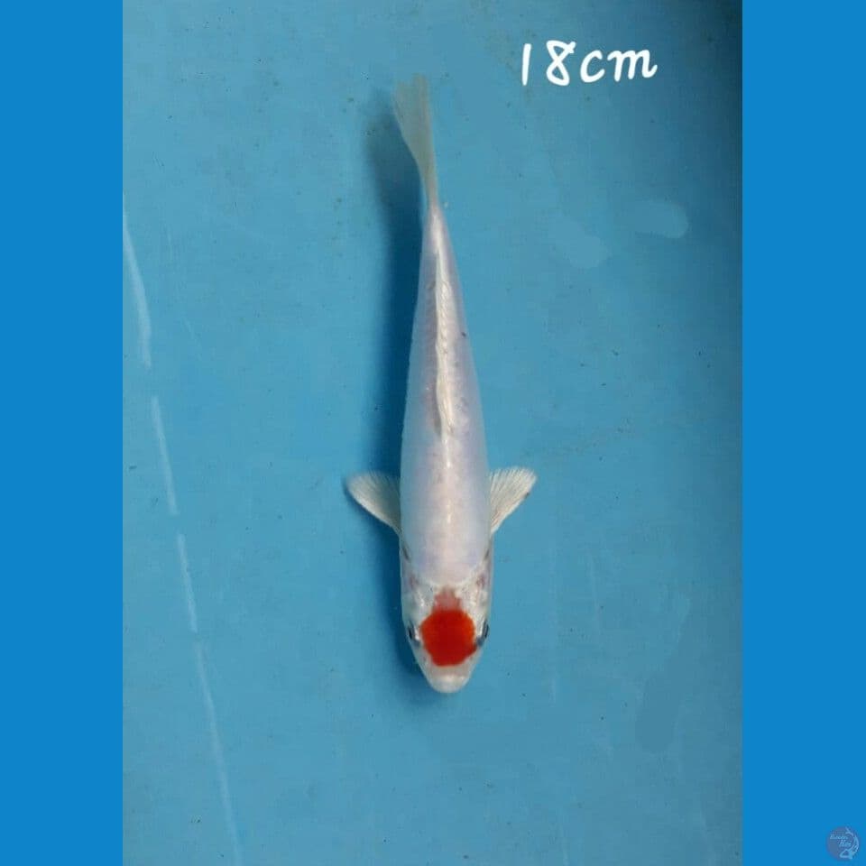 Tancho 18cm