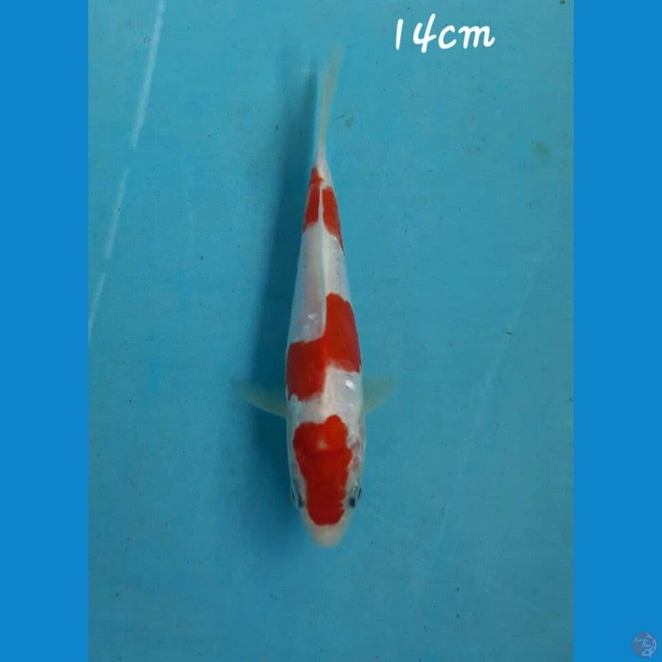 Kikushui 14cm