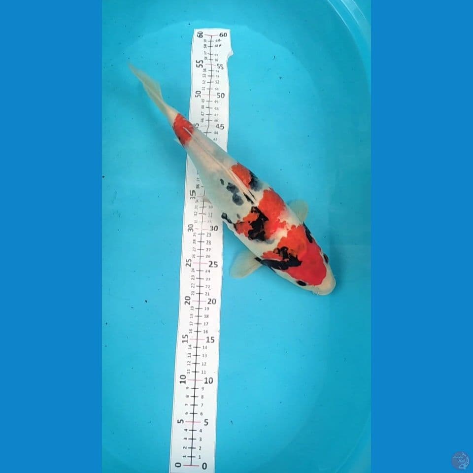 Showa 41cm Female HQ