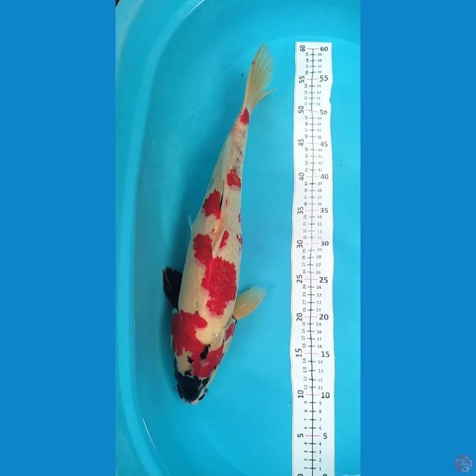 Jantan 47cm