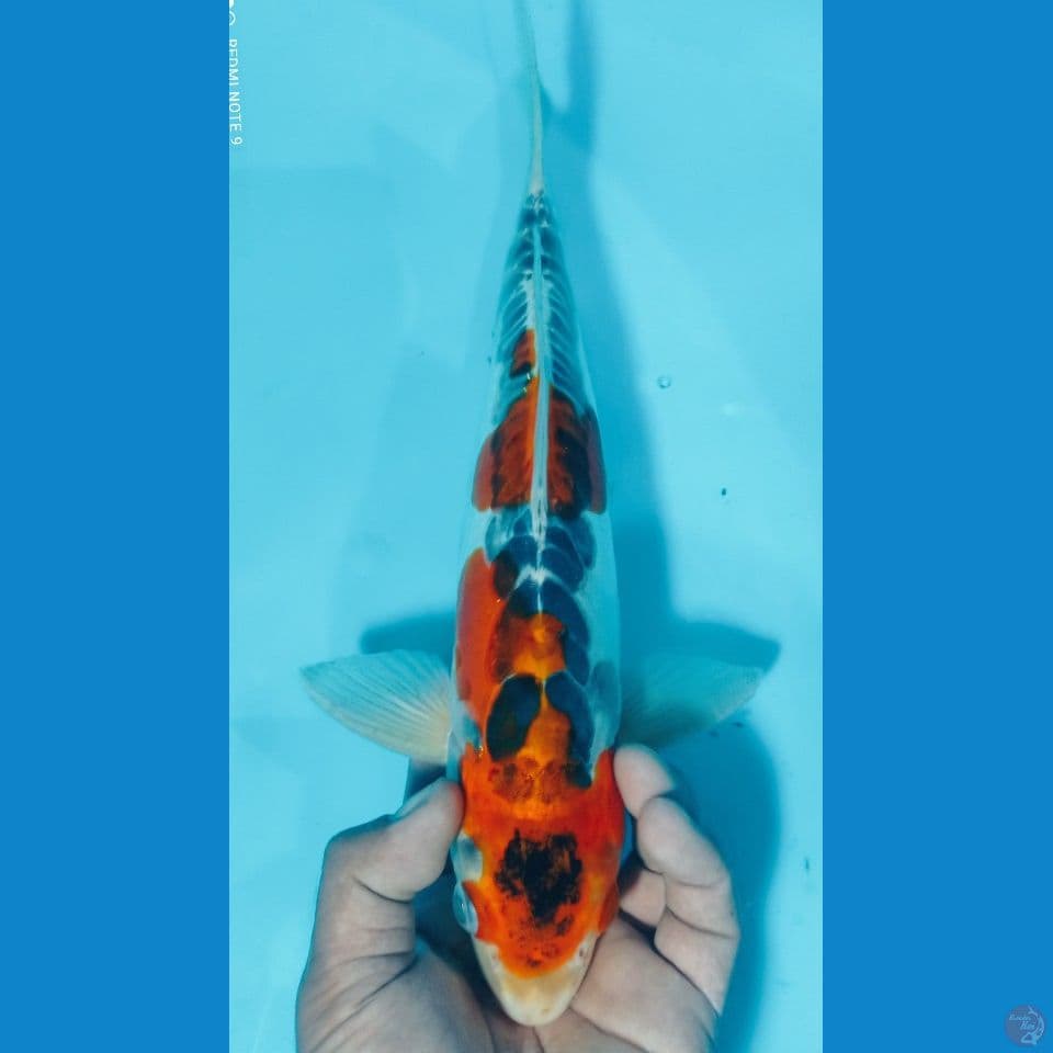 doitsu 35cm
