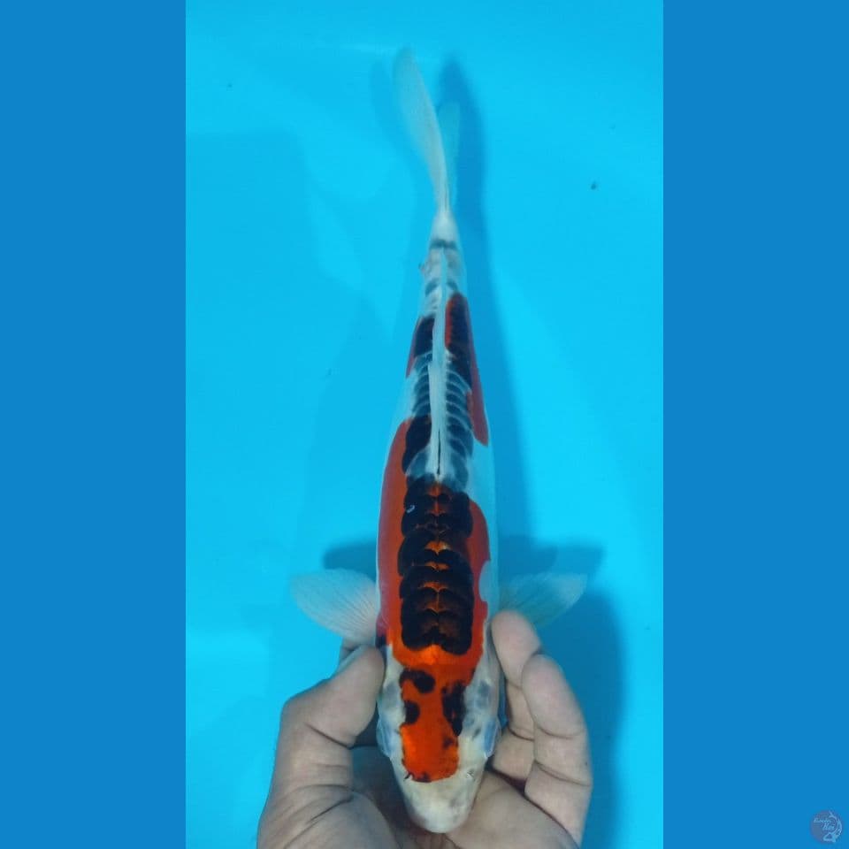 kujaku doit 32cm