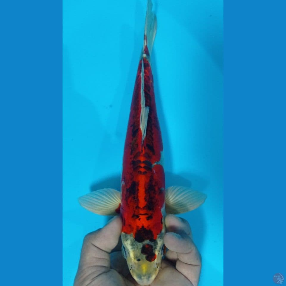 SIMPLE 32CM