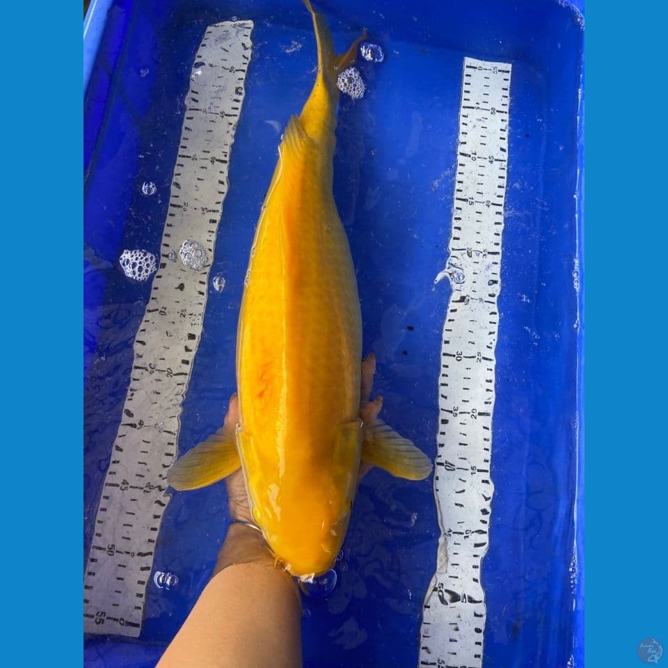 karashi 51 jumbo