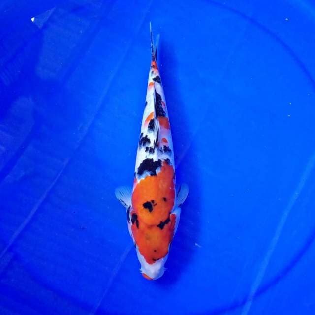 Sanke 29cm