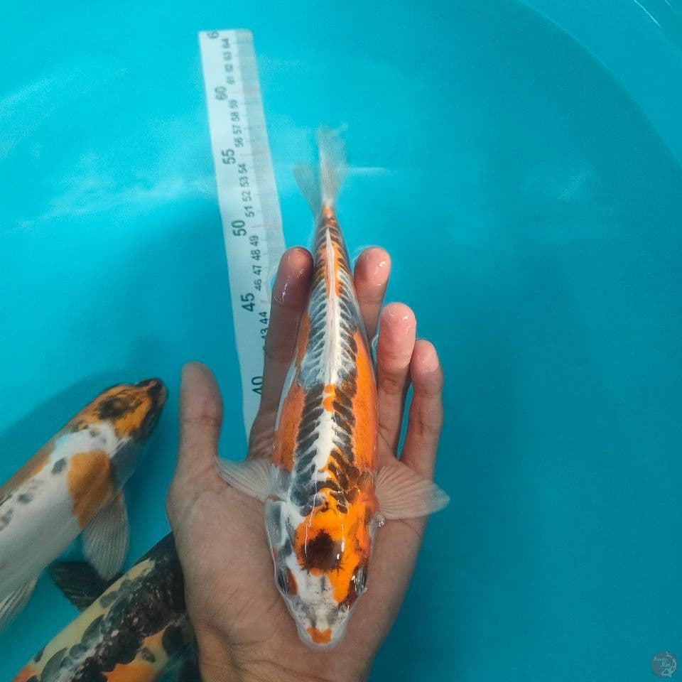 25cm kujaku
