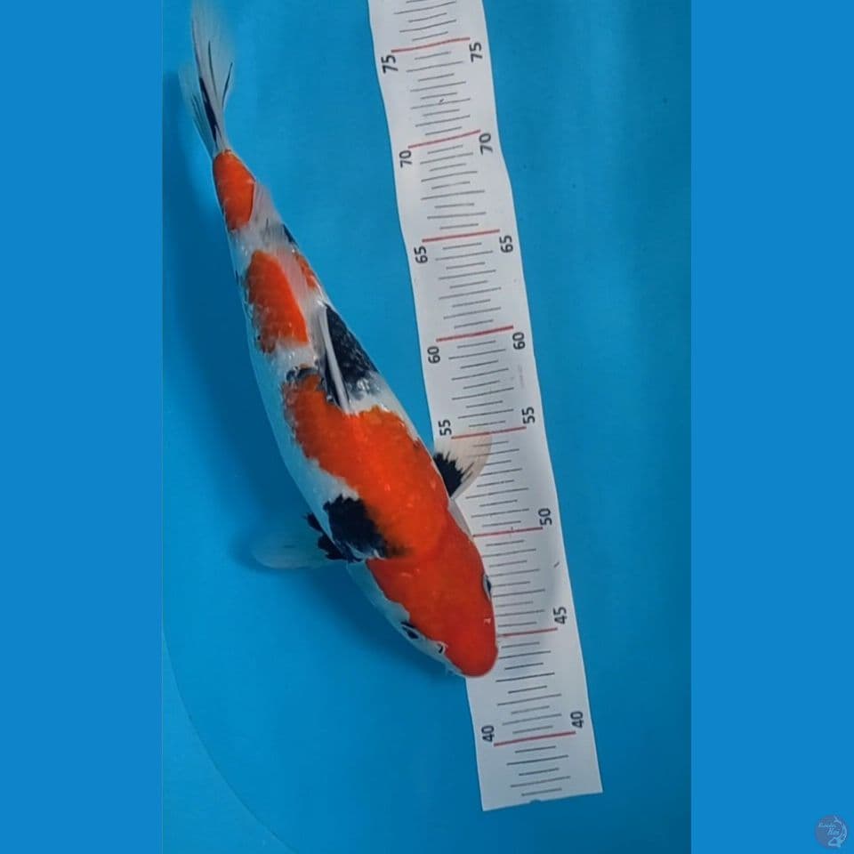 Showa 36 cm