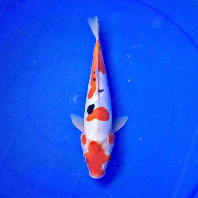 Sanke doitsu 24 cm