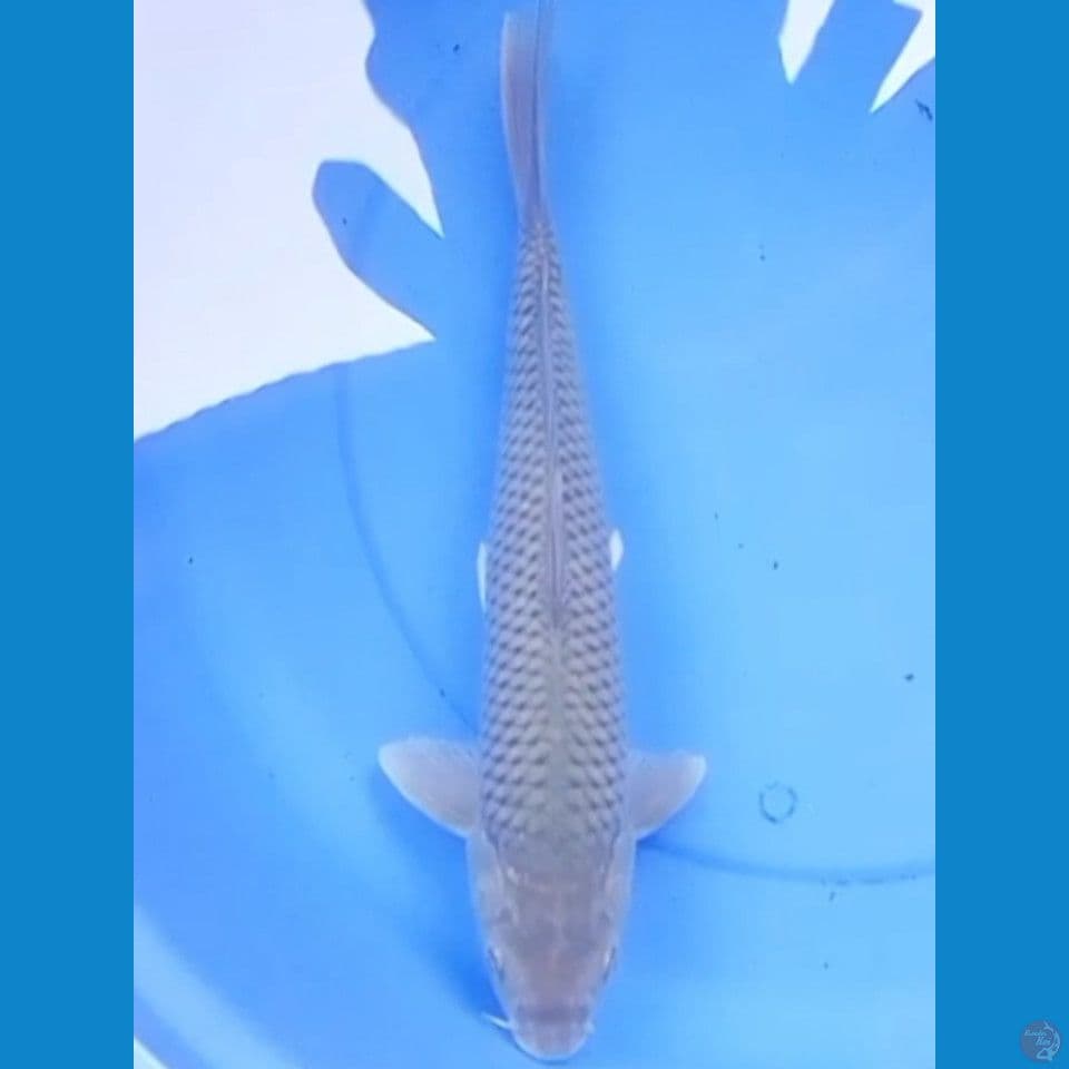 41cm SORAGOI BAKAT BULKY