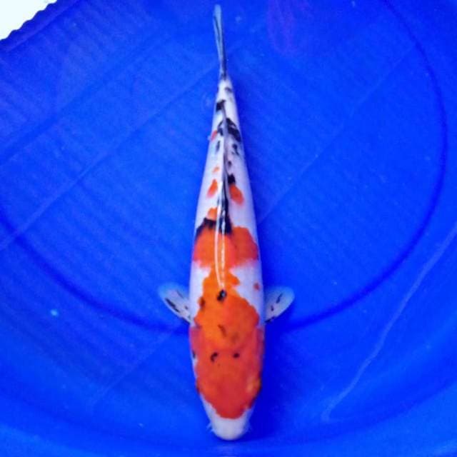 Sanke 35cm