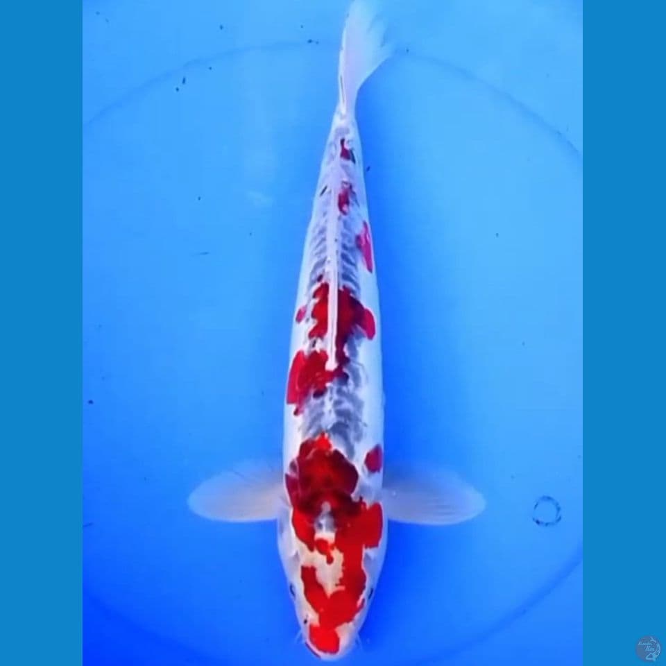 40cm GOSHIKI DOITSU