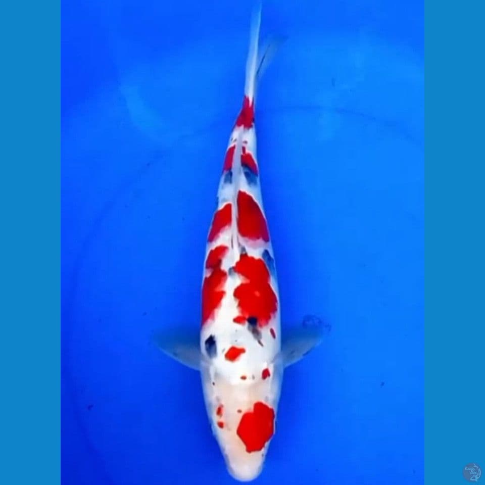 40cm MARUTEN TSUBOSUMI SANKE SAKURA JUMBO