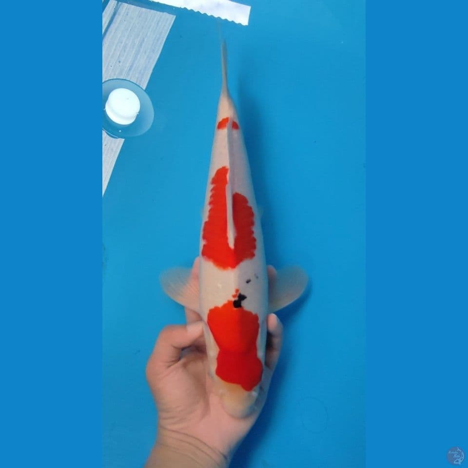SANKE 35CM - MALE