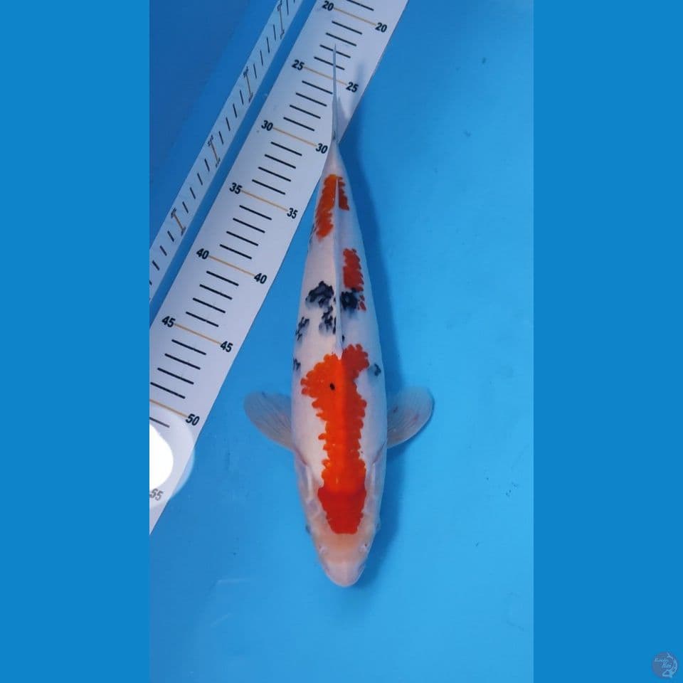 SANKE 30CM - MALE