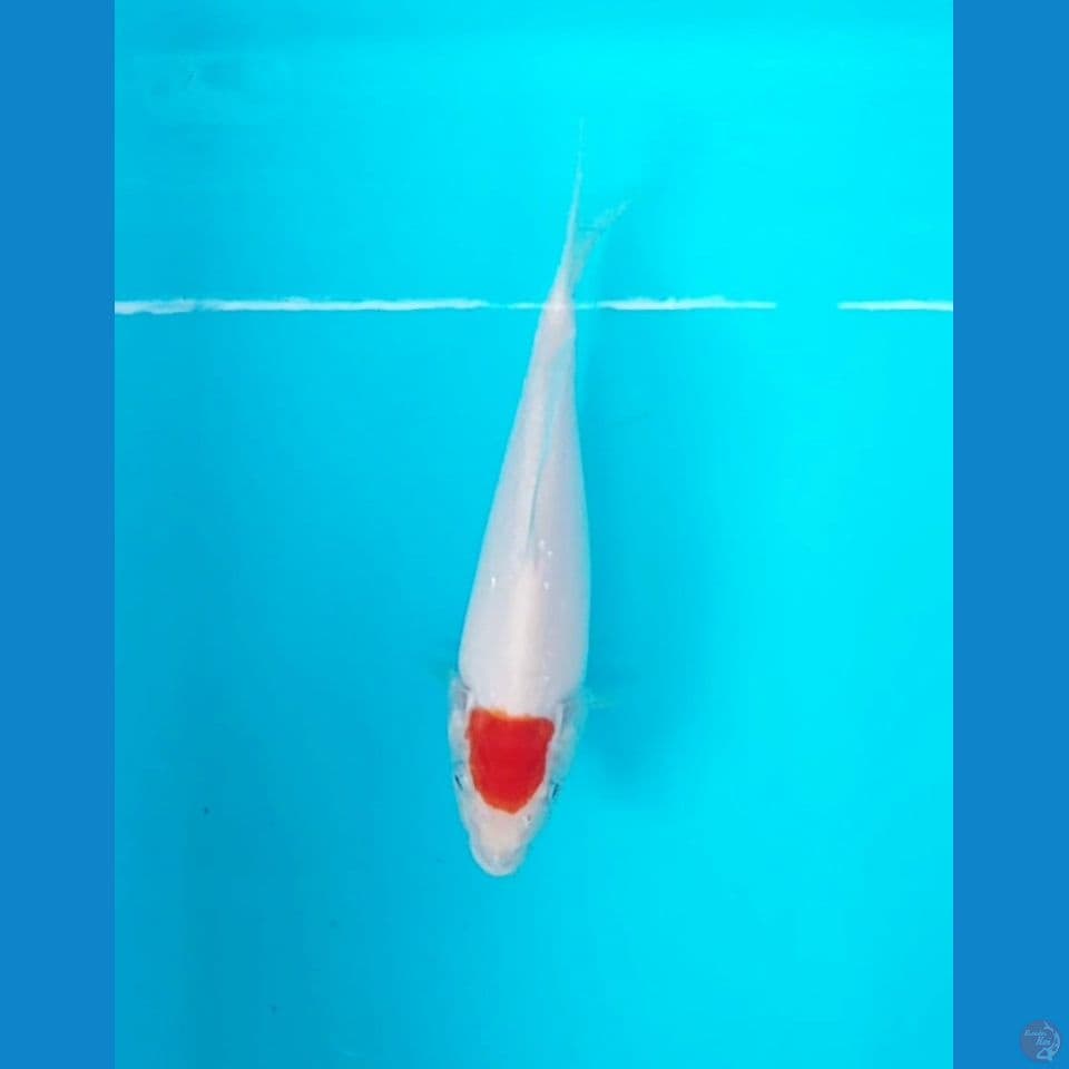tanco 17 cm