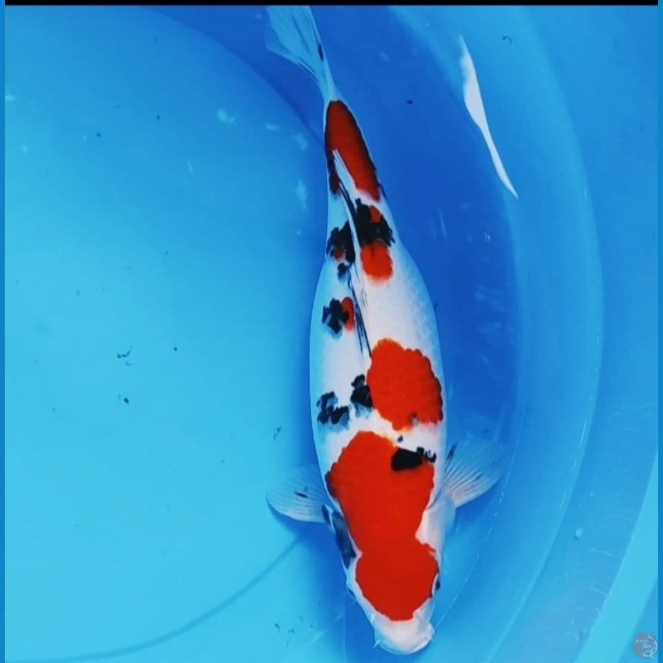 Sanke 40 cm