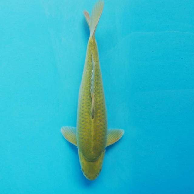 MIDORI GOI F1 MARUSAI_BERPUNUK