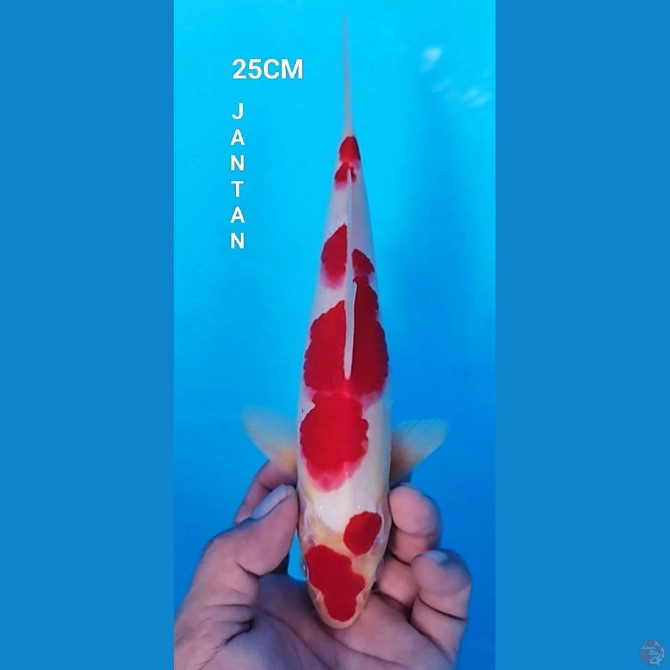 ORIGIN KOHAKU 24CM JANTAN