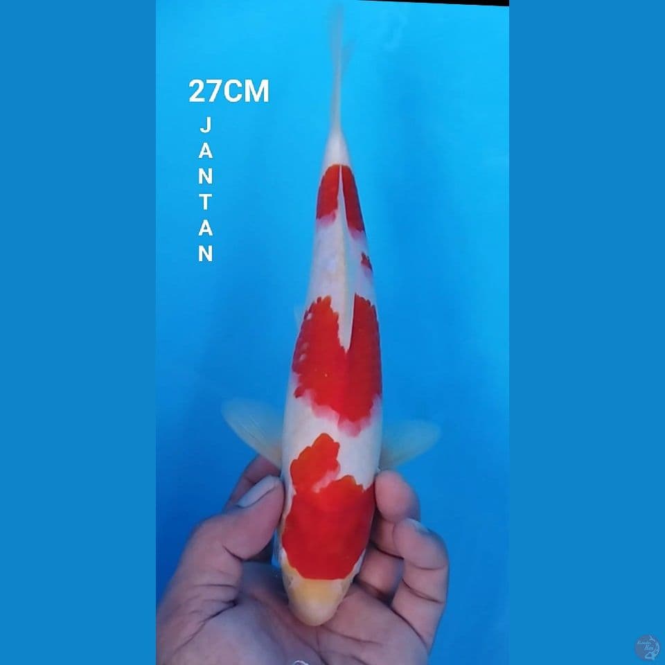 ORIGIN KOHAKU 27CM JANTAN