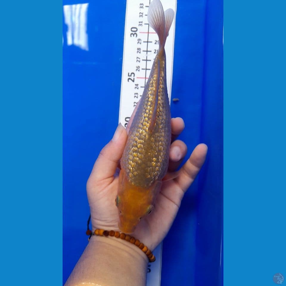 19cm Mini gindrin Semi SB