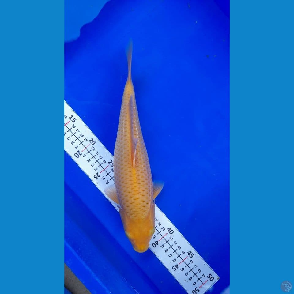 30cm manggo karasi