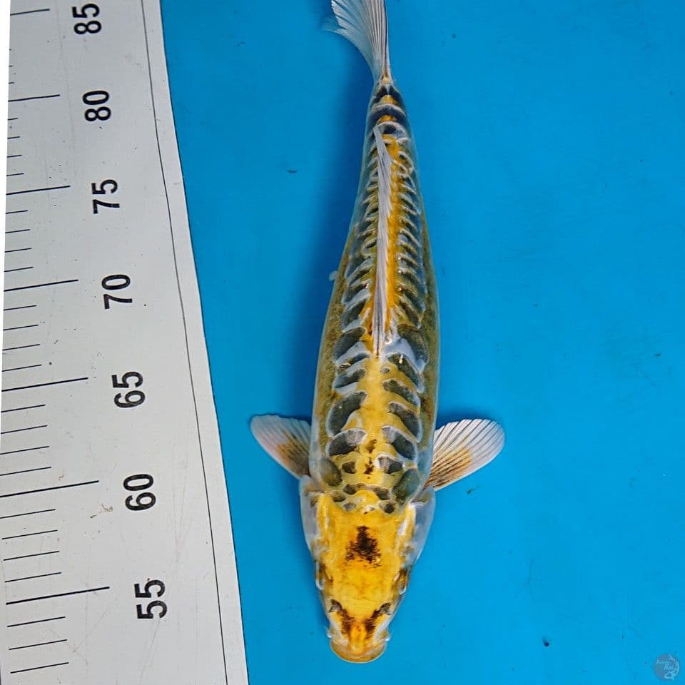 UNIQE 33 CM
