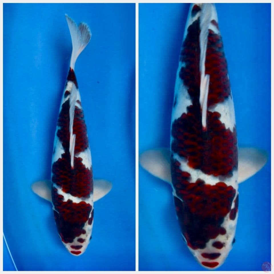 Goromo 32cm male
