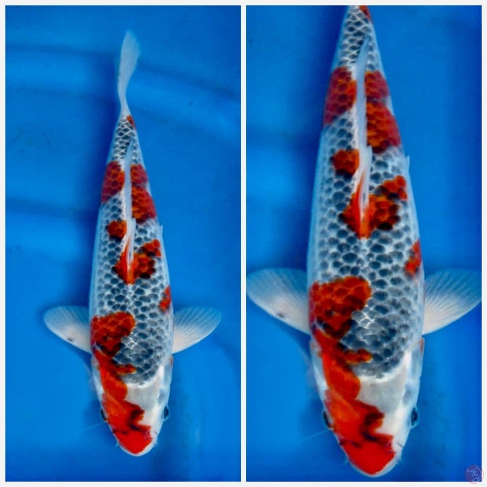 Goshiki 30 cm male