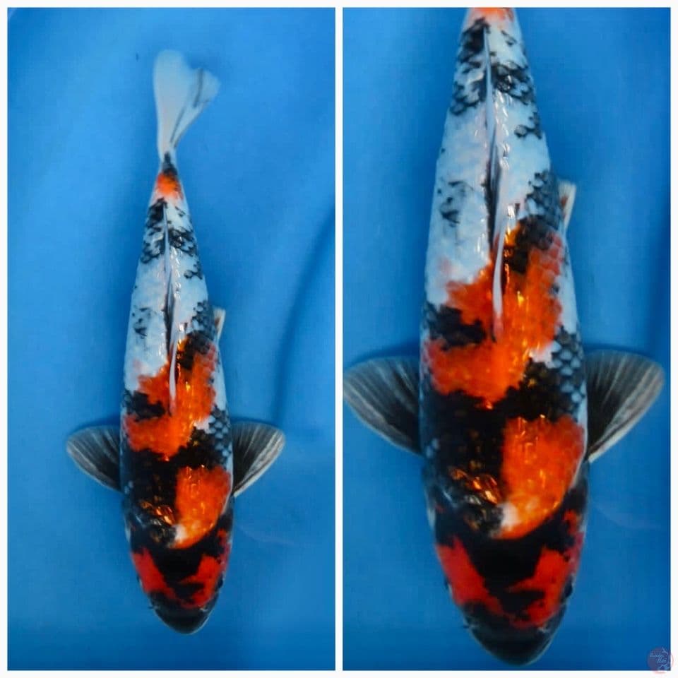 Showa gingrinn 30 cm male