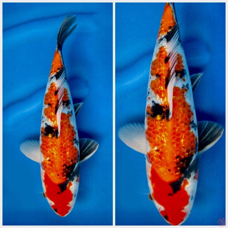 Showa gingrin 33cm male