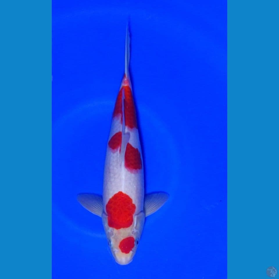 Kohaku Maruten F1 SAKAI 31 cm male