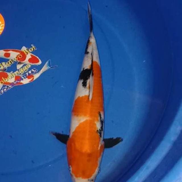Showa DAINICI SERTI BREEDER