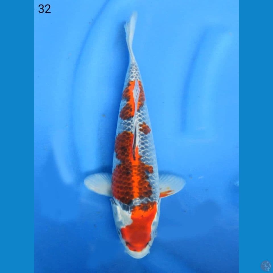 32cm - Red kujaku