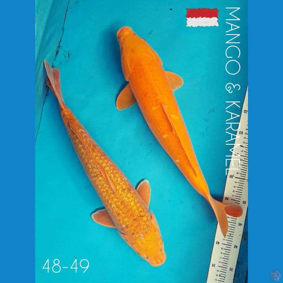 JUMBO !! 48-49 MANGO vs KARAMEL